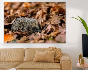 European hedgehog (Erinaceus Europaeus) sleeping in autumn leaves