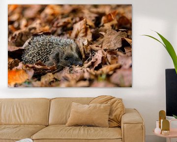 European hedgehog (Erinaceus Europaeus) sleeping in autumn leaves by Dieter Meyrl