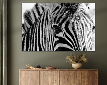Augen des Zebras, schwarz-weißes Bild von Olena Tselykh