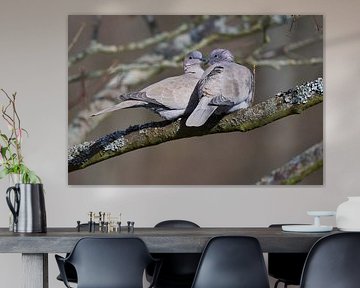 Eurasian Collared Doves by Karin Jähne