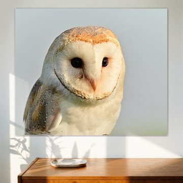 Portrait d'une chouette effraie