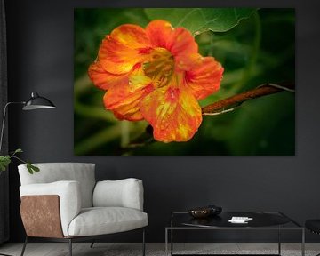 Blume