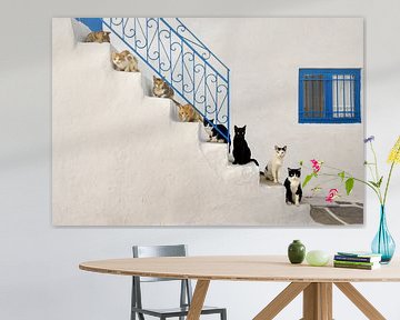 Viele Katzen auf einer Treppe von Katho Menden
