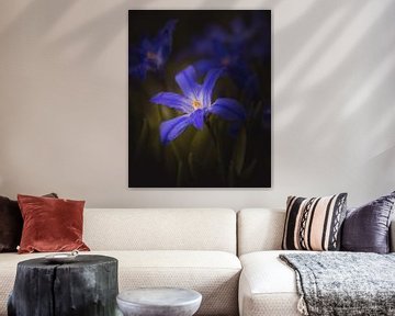 Blue flower dark & moody van Sandra Hazes