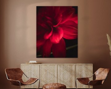 Red flower petals dark & moody van Sandra Hazes