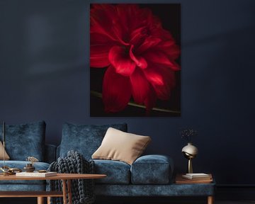 Red flower van Sandra Hazes