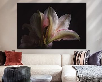 Amaryllis flower dark & moody van Sandra Hazes