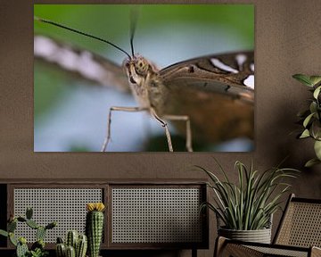 Exotischer Schmetterling auf einem Blatt mit dem Blick zum Betrachter von Martin Köbsch