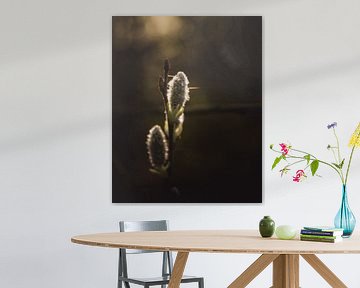 Willow catkins in sunlight by Sandra Hazes