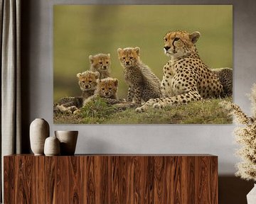 Cheeta, Afrika, met jongen
