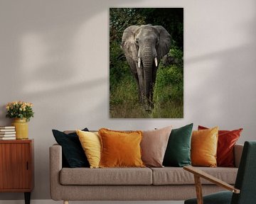 Olifant, Afrika van Gert Hilbink