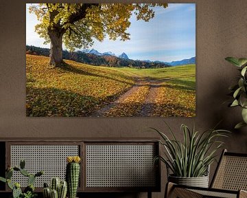 grote oude esdoorn met herfstkleurige bladeren, alpenlandschap van SusaZoom