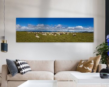 Flock of sheep by Roland Brack