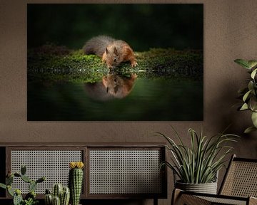 Drinking squirrel by Inge Wessels