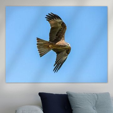 Black Kite in Flight