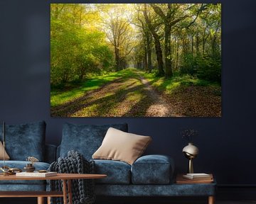 Chemin à travers une forêt dans le Gaasterland sur Sjoerd van der Wal Photographie