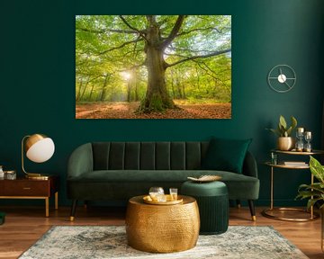 Old Beech tree in a beech tree forest during an autumn morning by Sjoerd van der Wal Photography