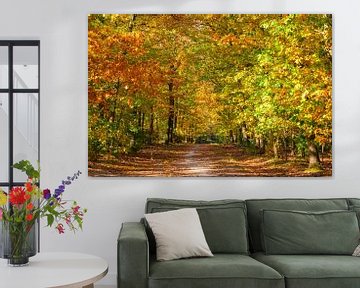 Path through a beech tree forest during autumn by Sjoerd van der Wal Photography