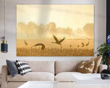 Kraanvogels in het veld tijdens zonsopgang van Sjoerd van der Wal