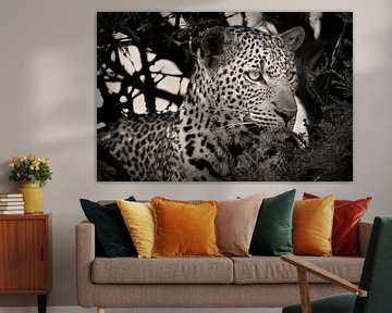 Leopard Portrait in schwarz und weiß von Catalina Morales Gonzalez