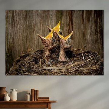 Drei hungrige Schnäbel