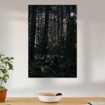 A beautiful forest in Washington State