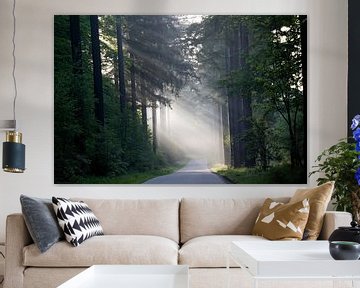 sunrays at sunrise on the Veluwe by Marieke Smetsers