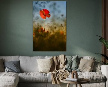 La beauté d'un coquelicot sur Moetwil en van Dijk - Fotografie