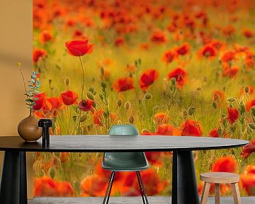 Sommerabendstimmung im Mohnfeld