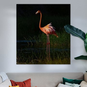 Phoenicopterus ruber im Abendlicht