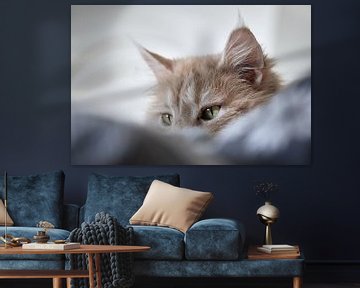Maine Coon kat in bed van Thomas Marx