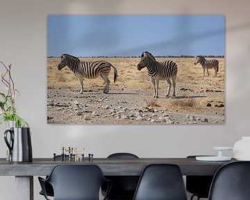 Zebra's in Namibië, Afrika van Thomas Marx