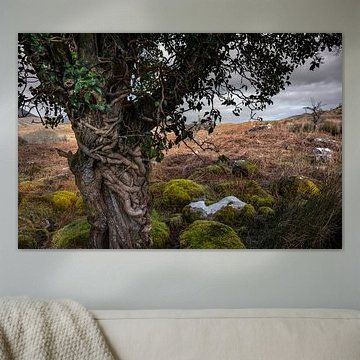 Fairy-tale tree in Ireland (color)
