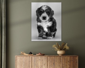 Puppy Black Edition