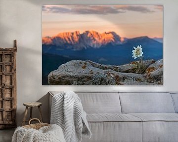 Edelweiss met berg op de achtergrond van Dieter Meyrl