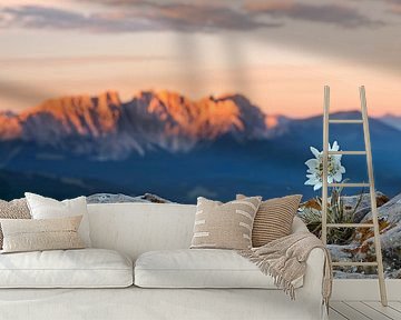 Edelweiss with mountain in background by Dieter Meyrl