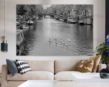 Zwanen in de Prinsengracht