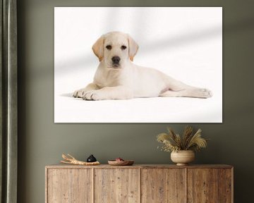 Blonde labrador pup in de studio - Puppy Love van Dagmar Hijmans