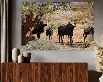 Blue wildebeest in Namibia by Thomas Marx