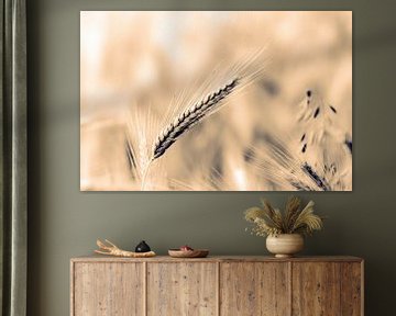 Macro wheat ear on wheat field with bokeh and toning by Dieter Walther