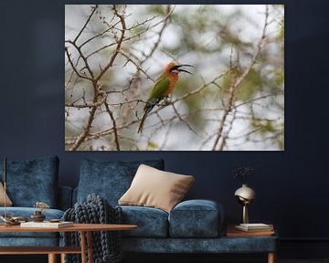 The white-fronted bee-eater by Jolene van den Berg