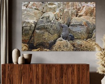 Otarie à fourrure du Cap sur un rocher sur Jolene van den Berg