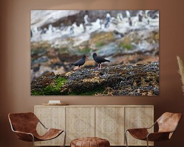 African Black Oystercatcher by Jolene van den Berg