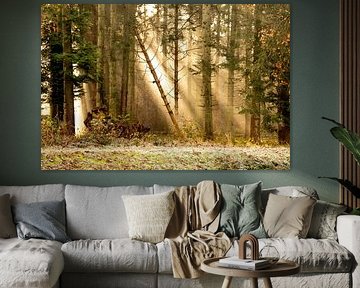 Harpes solaires