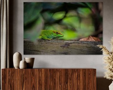 Madagascar gecko by Sylvia Schuur