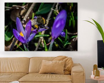 Crocus and Bumblebee by Sylvia Schuur