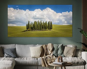 Cypresses in Tuscany