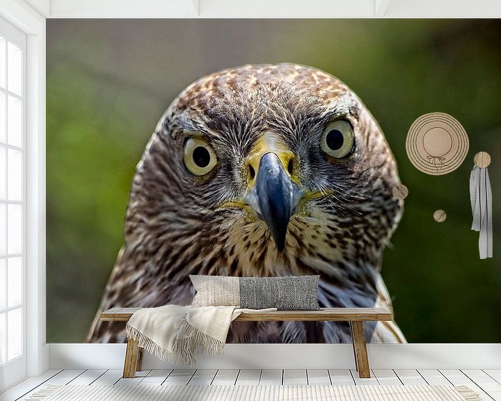 Sfeerimpressie behang: Portret van een roofvogel van Jan Enthoven Fotografie