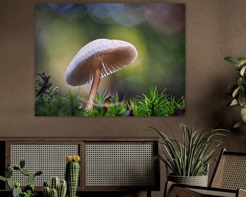 Mushroom in the sun by Fokko Muller