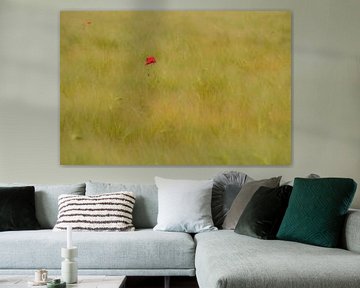 Coquelicot dans un champ de maïs sur Moetwil en van Dijk - Fotografie